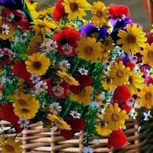 Meet your Posher, Janie